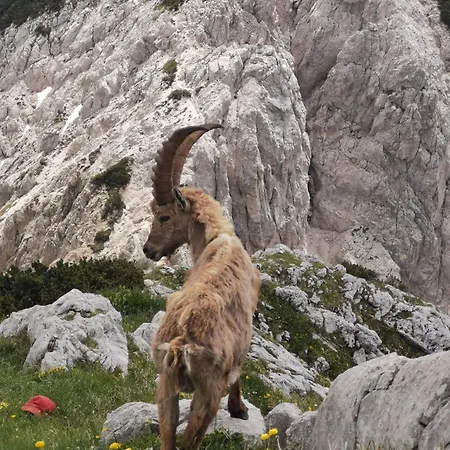 My In The Center * ليوبليانا