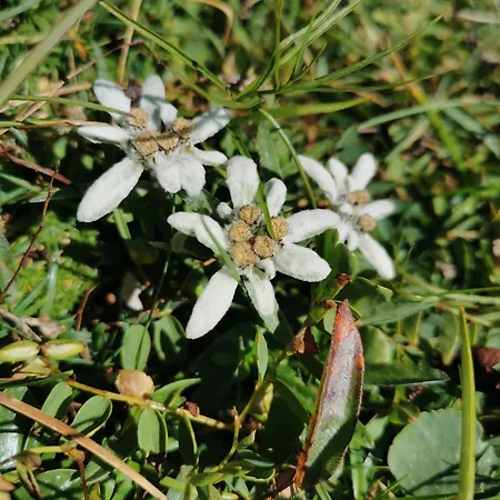 Apartman My In The Center *