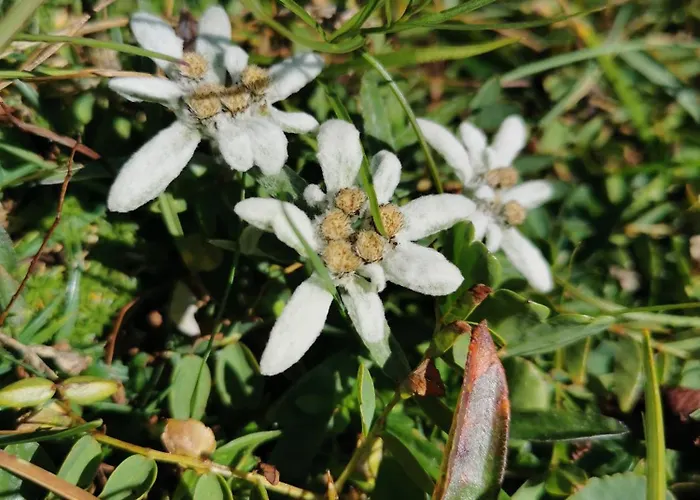 Daire My In The Center *